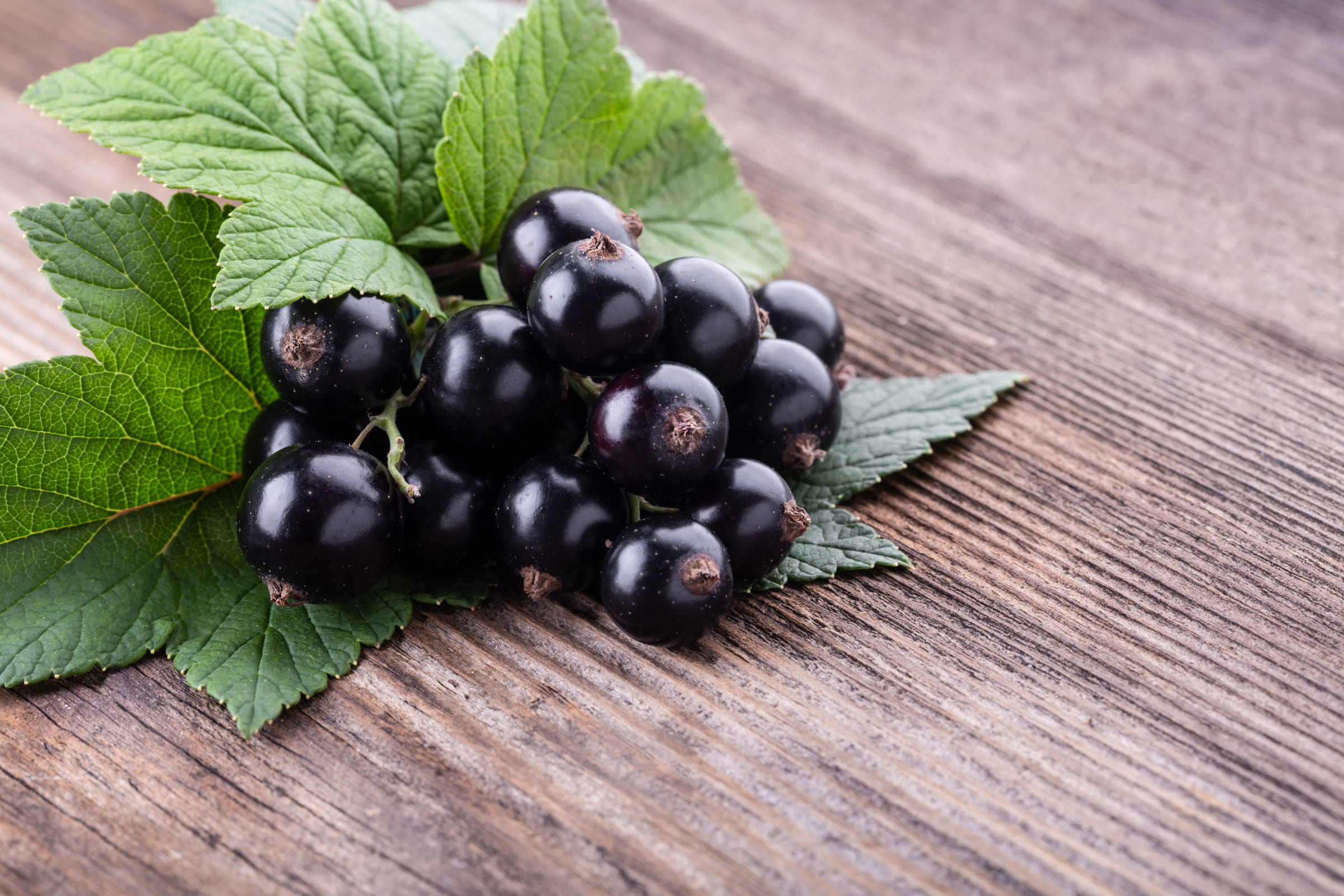 fresh-ripe-black-currant-with-original-leaves-szh