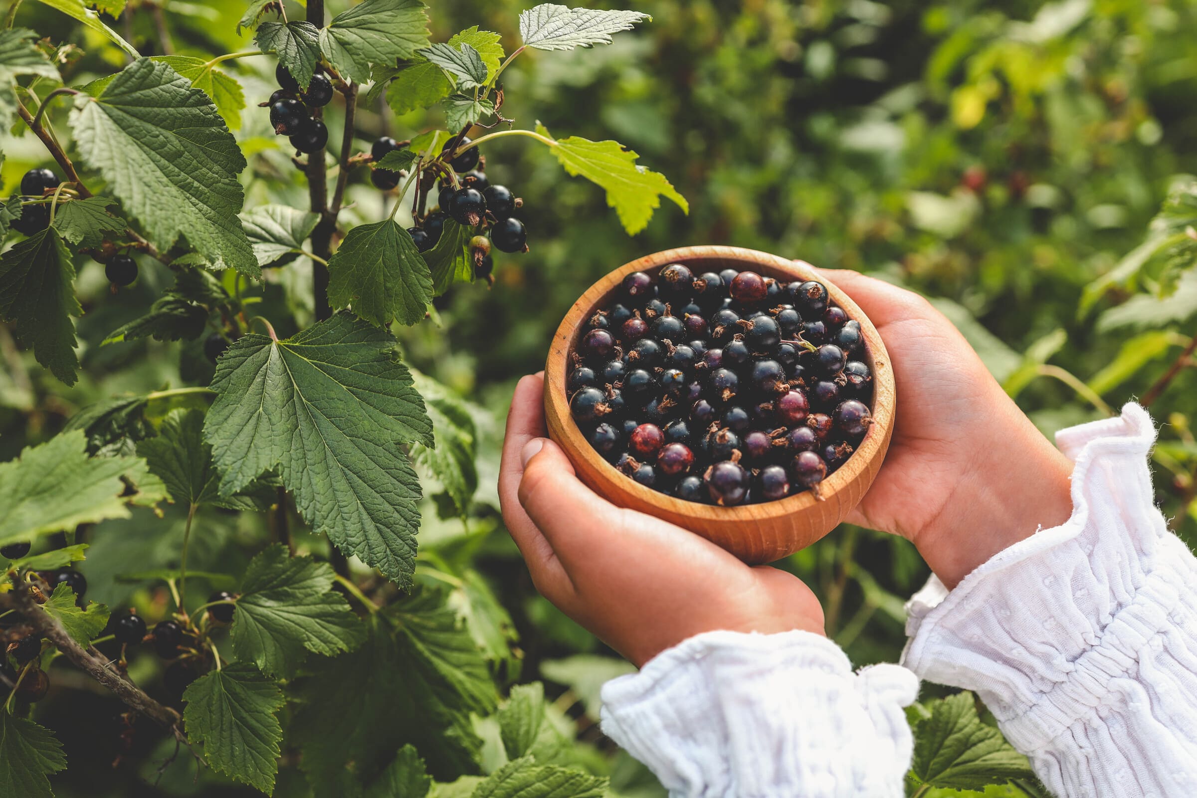 hands-picking-black-currants-harvesting-concept-szh